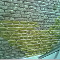 Tinting 4